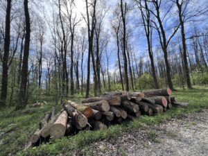 How to Invest in Forestry: A Guide How to Harvest